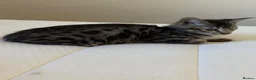 Mixed Breed cats for sale: Bengal x kittens  - Advert 8