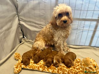 Cavapoo dogs Toy Cavapoo Puppies - Advert 1
