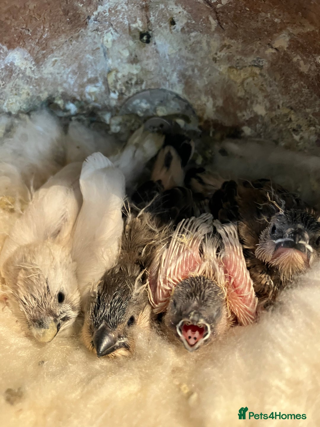 Finches birds for sale: Zebra finch - Image 2