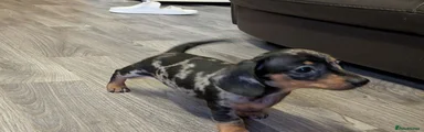 Miniature Dachshund Puppy 1