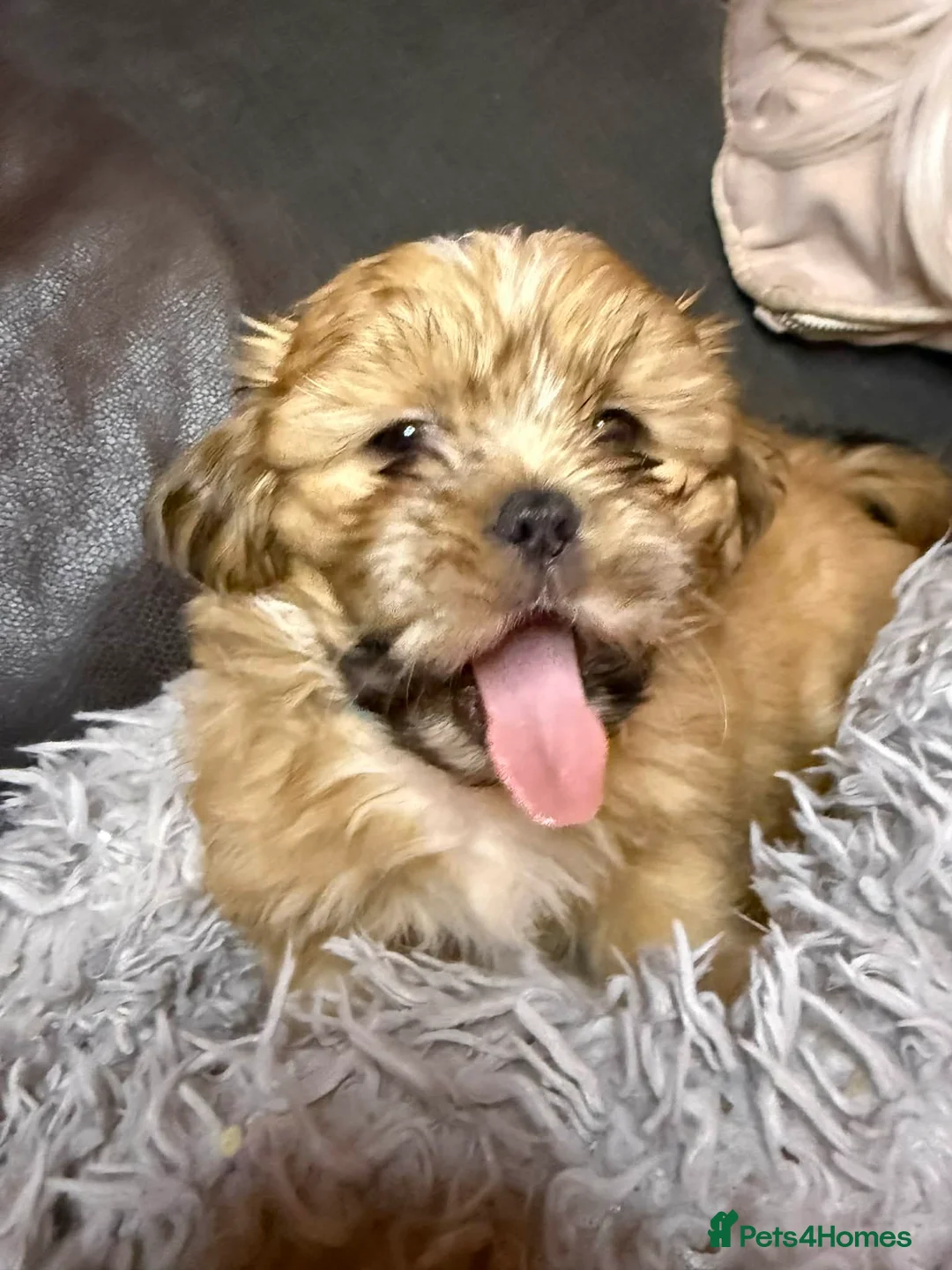 Shih Tzu dogs for sale: Shih Tzu puppies - pure! - Advert 1