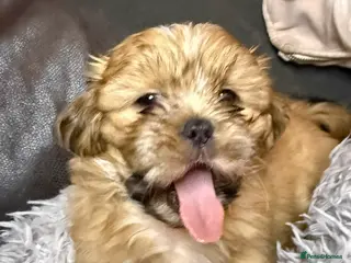 Shih Tzu dogs Shih Tzu puppies - pure! - Advert 3