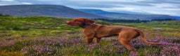 Hungarian Vizsla dogs for stud: Wirehaired Vizsla Dog at Stud - Advert 3