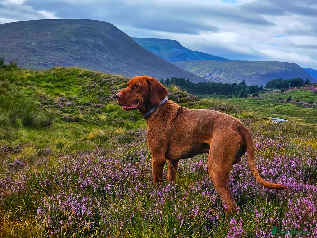 Hungarian Vizsla dogs for stud: Wirehaired Vizsla Dog at Stud - Advert 3
