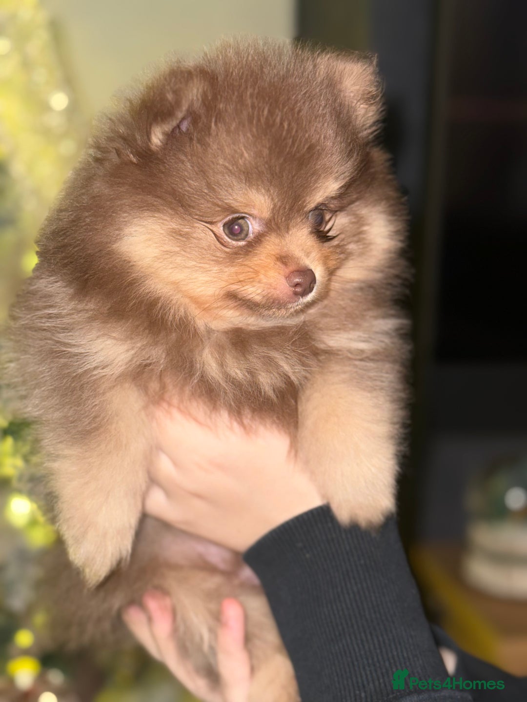 Pomeranian dogs for sale: 2 beautiful Pomeranian's left, boy/girl - Advert 4