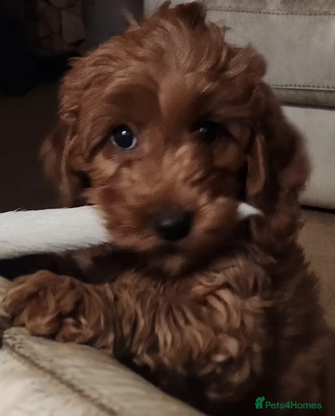 Cavapoo dogs for sale: Stunning Fox Red Cavapoo Puppies Available Now - Advert 7
