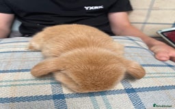 Mini Lop rabbits for sale: Two mini lops for sale - Image 7