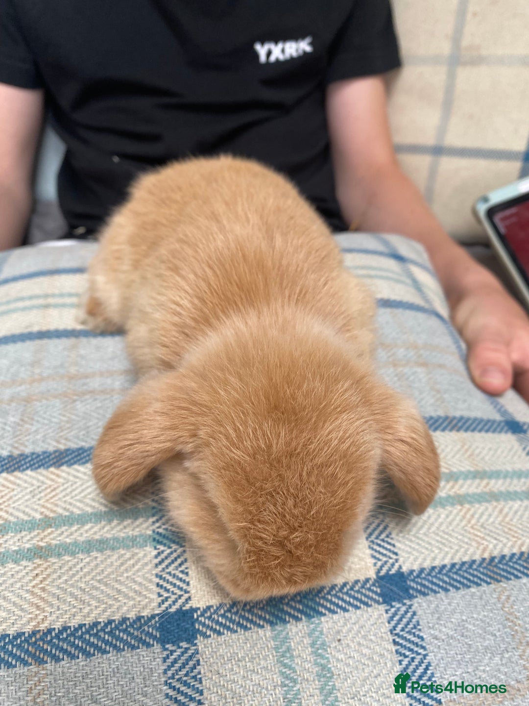Mini Lop rabbits for sale: Two mini lops for sale - Image 7
