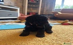 Cockapoo dogs for sale: Gorgeous F1B cockapoo  - Advert 7