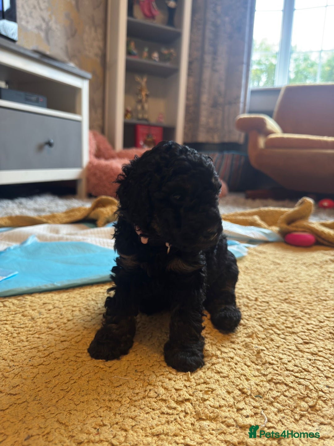 Cockapoo dogs for sale: Gorgeous F1B cockapoo  - Advert 7