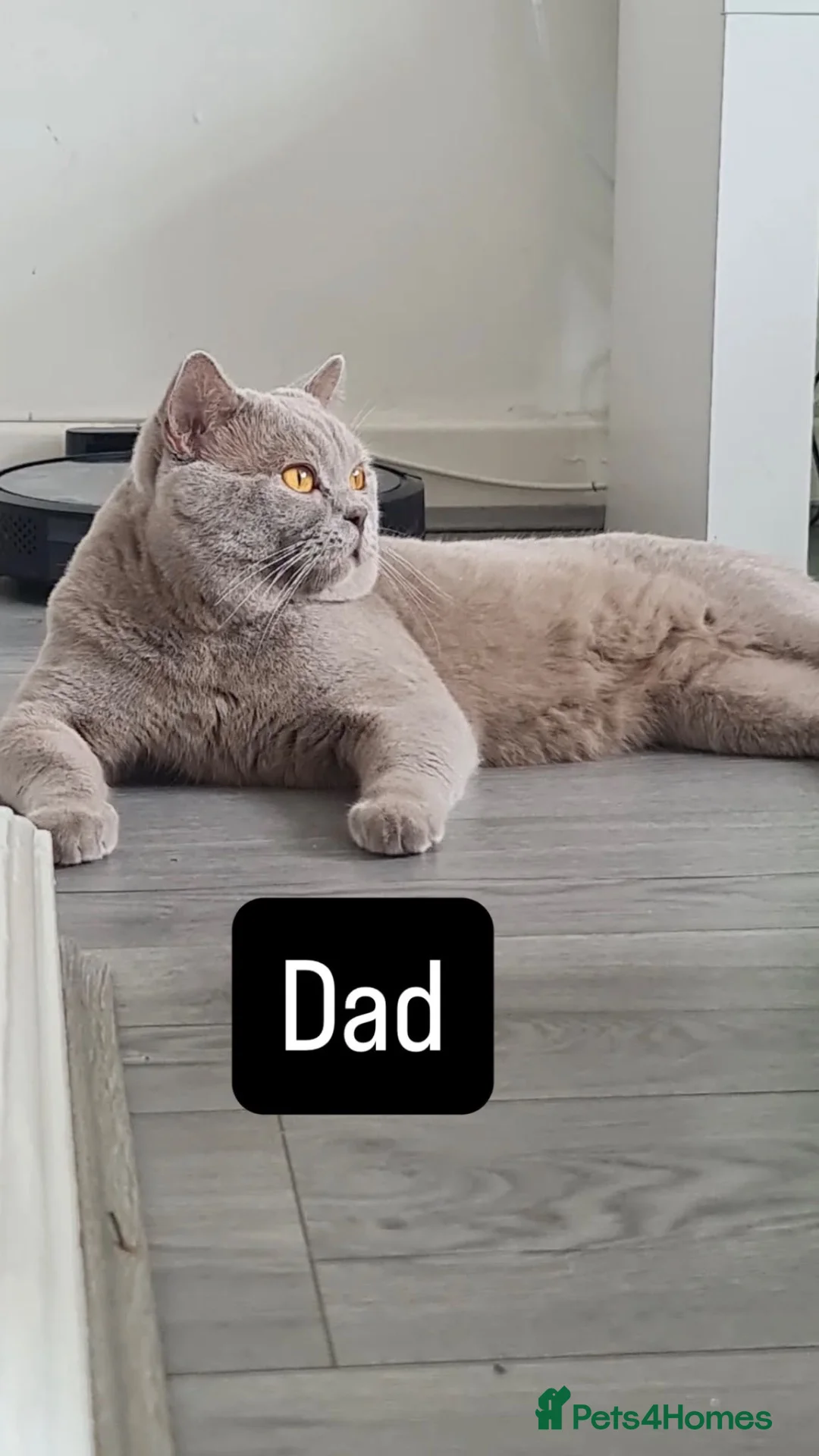 British Shorthair cats for sale: 3 British shorthair kittens  in Sheffield - Advert 2
