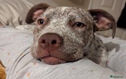 Mixed Breed dogs for sale: Beautiful girl, staff cross boxer - Image 7