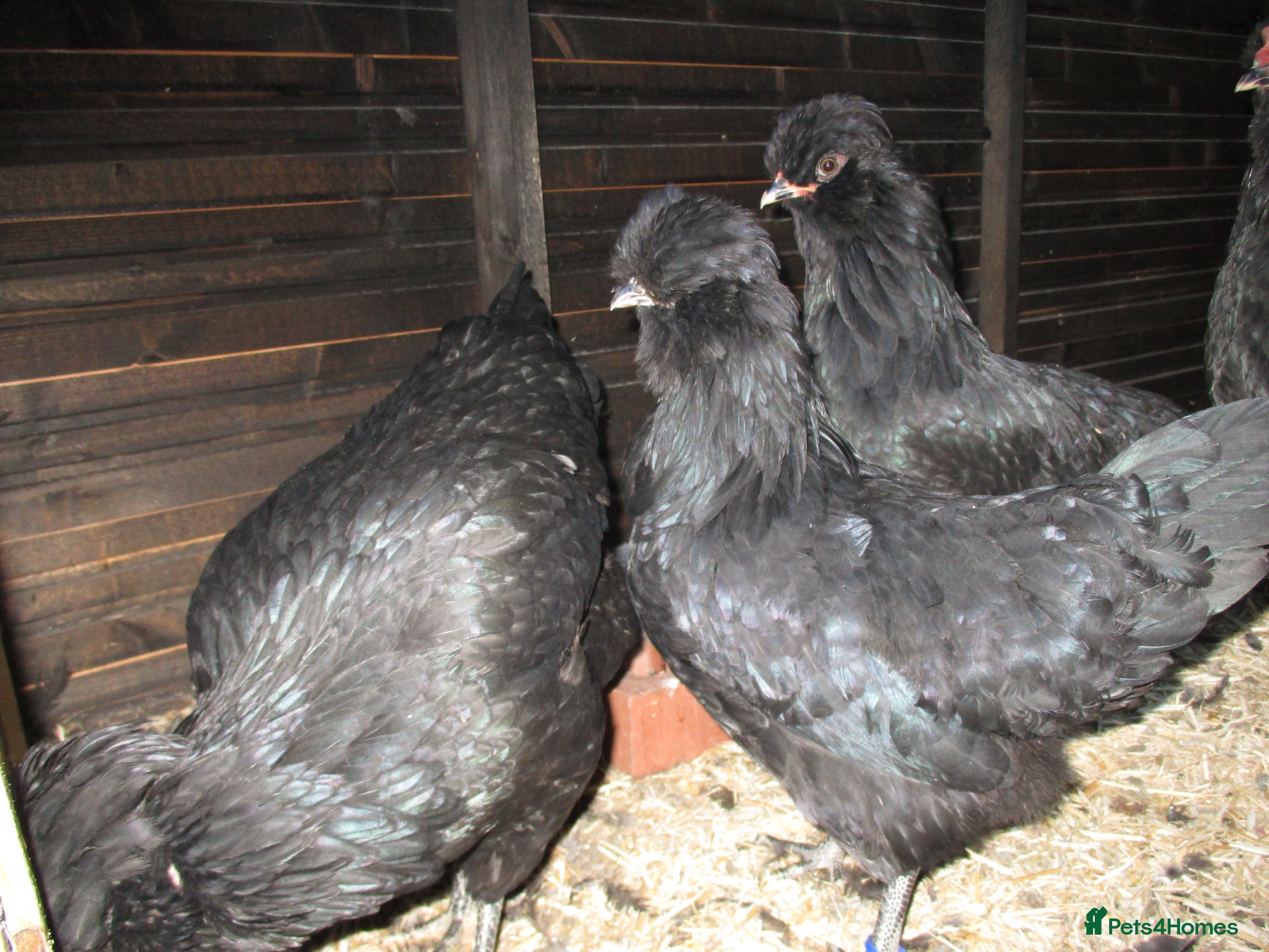 Chickens poultry large black Araucana pullets(blue/green egg layers - Advert 2