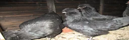 Chickens poultry for sale: large black Araucana pullets(blue/green egg layers - Advert 1
