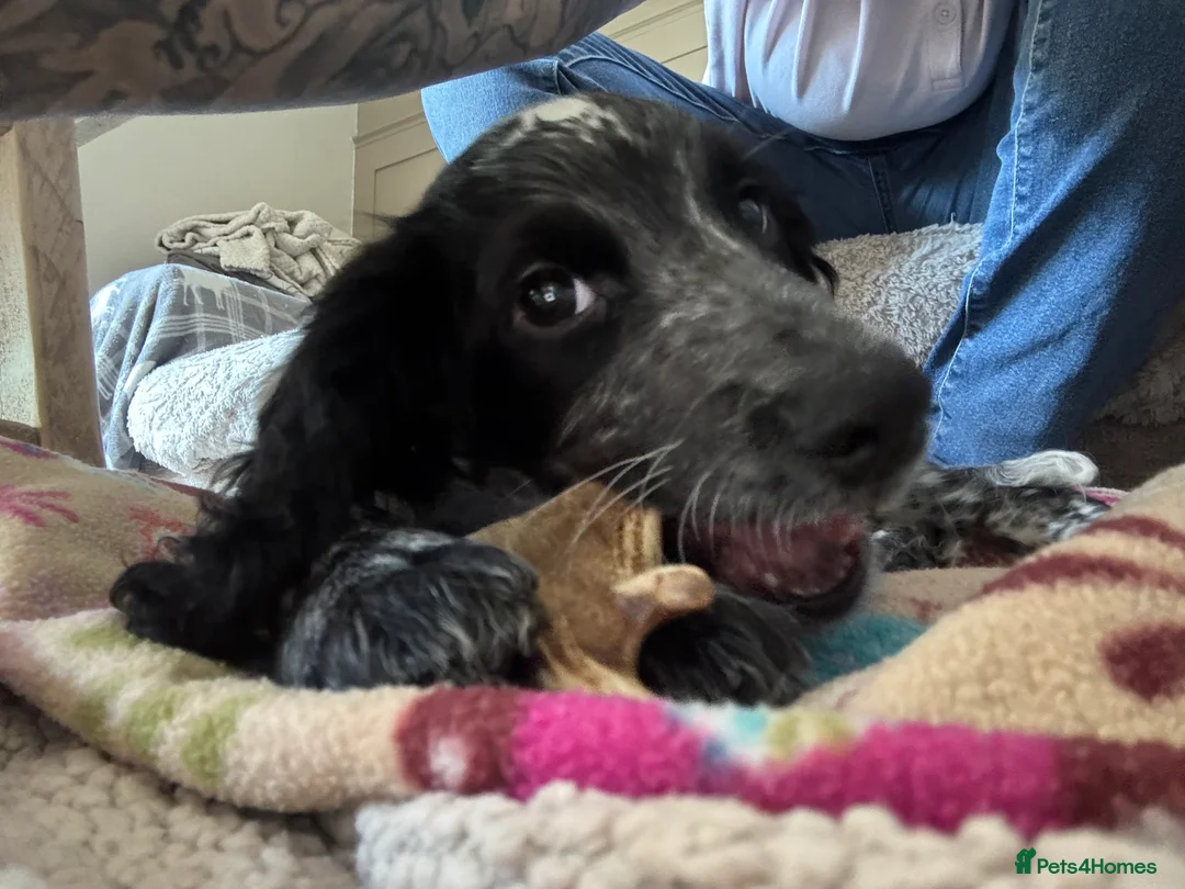 Cocker Spaniel dogs for sale: KC Working Cocker Spaniel  - Advert 3