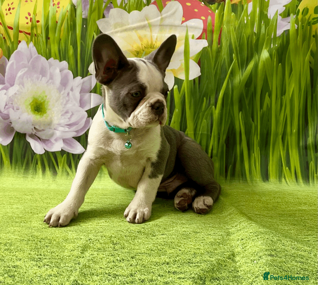 French Bulldog dogs for sale: KC Registered French Bulldog Puppies Ready  - Advert 1