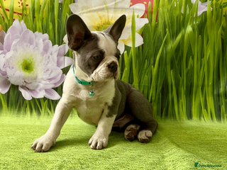 French Bulldog dogs KC Registered French Bulldog Puppies Ready - Advert 1