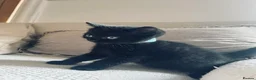 Mixed Breed cats for sale: Mixed breed kittens for sale in Stourbridge - Advert 4