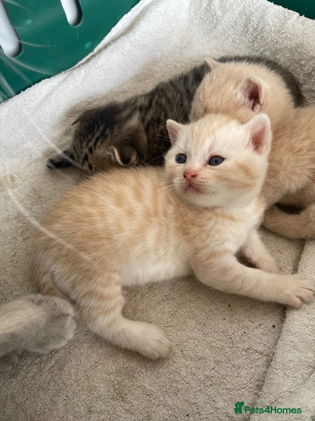 British Shorthair cats for sale: British shorthair kittens for sale  in West Bromwich - Advert 40