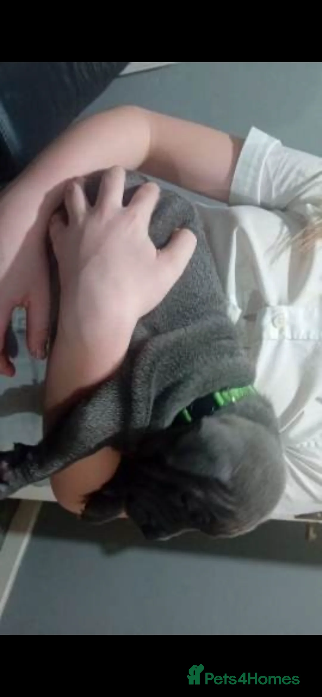 Staffordshire Bull Terrier dogs for sale: Stunning 100% Outstanding Staffy Puppies  - Advert 33