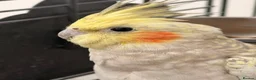 Cockatiels birds for sale: Cockatiel looking for a new home in High Wycombe - Advert 5