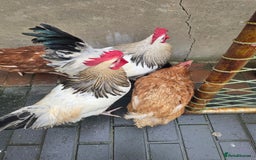 Chickens poultry for sale: 2 chicken's 2 roosters for sale  - Image 4