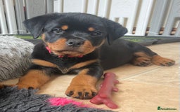 Rottweiler dogs for sale: Falconsnest blood line in Blackpool - Image 25