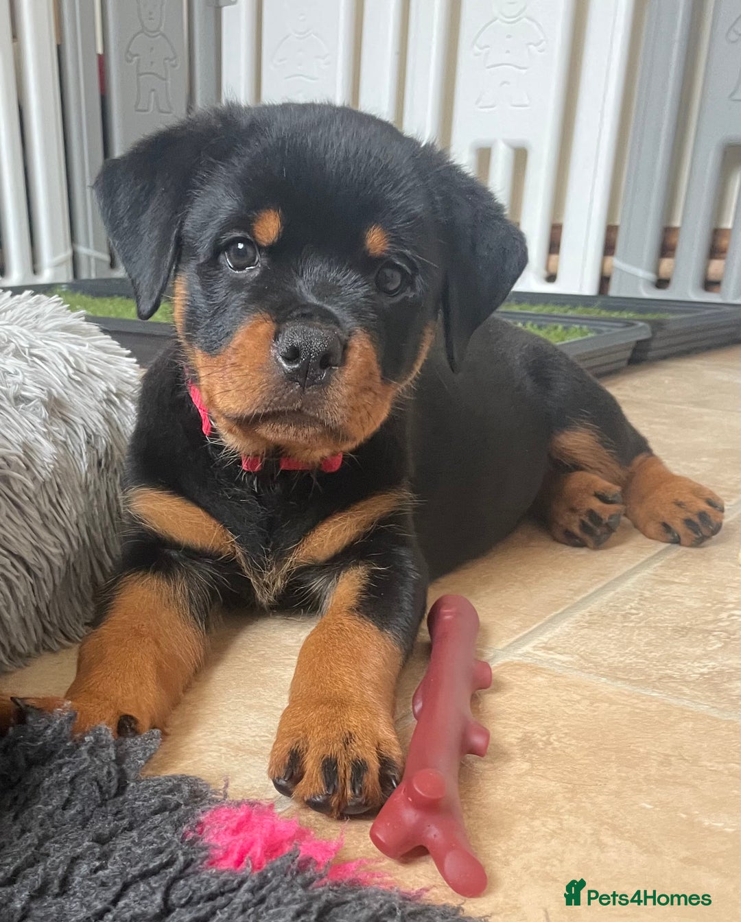 Rottweiler dogs for sale: Falconsnest blood line in Blackpool - Image 25