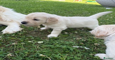 Golden Retriever dogs - Advert 5