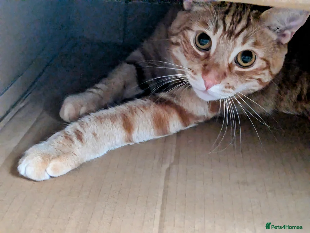 Mixed Breed cats for sale: Fully Ginger tabby/ragdoll male - Advert 7