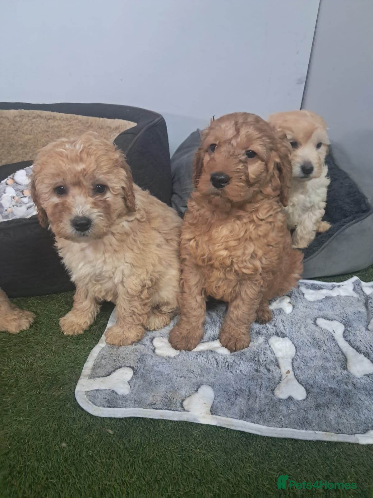 Cavapoo dogs Cavapoo pups - Advert 6