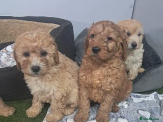 Cavapoo dogs Cavapoo pups - Advert 14