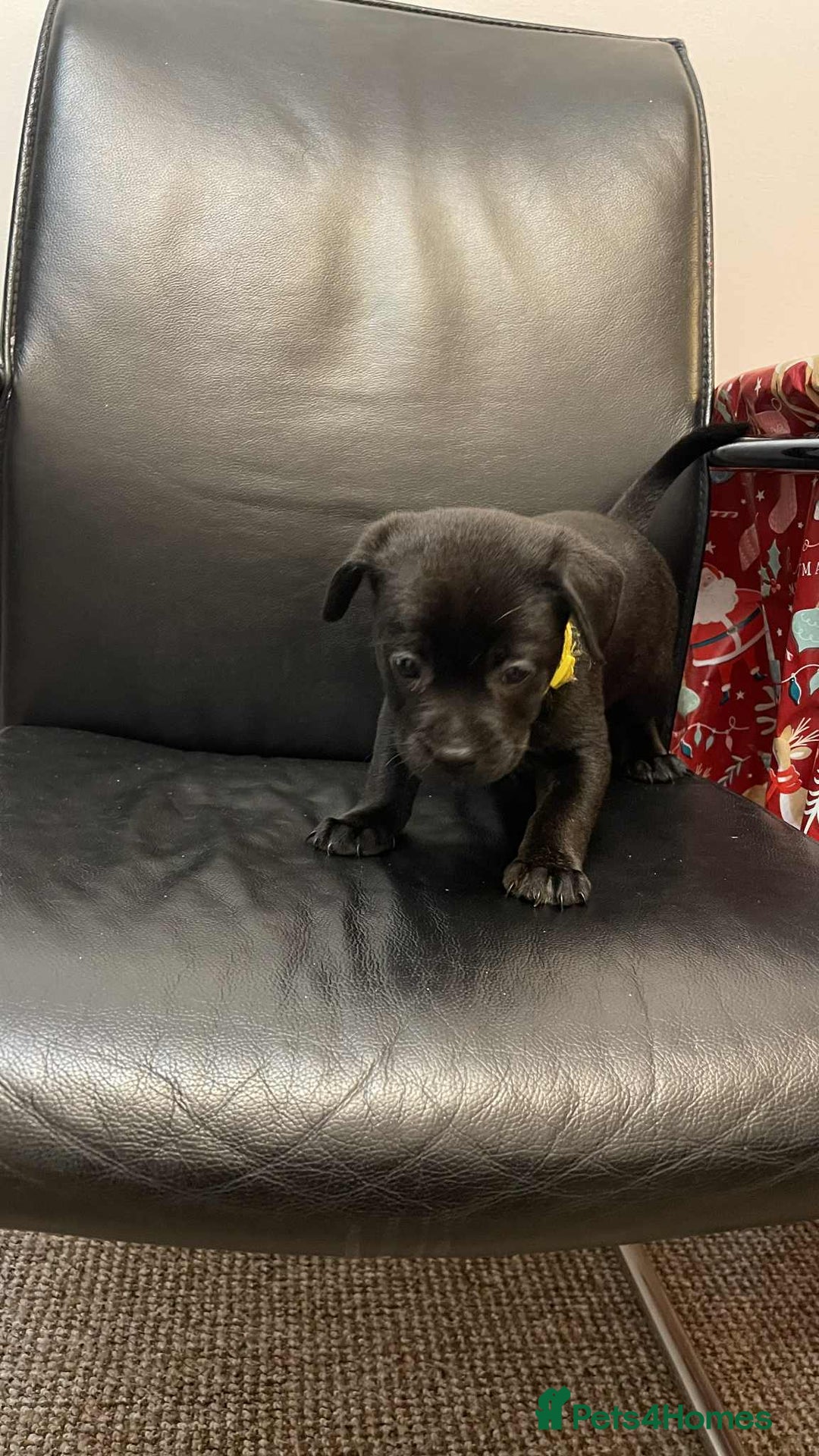 Mixed Breed dogs for sale: French bulldog mixt  - Advert 3