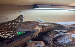 Bearded Dragon reptiles for sale: Bearded Dragon 20 months old  - Image 4