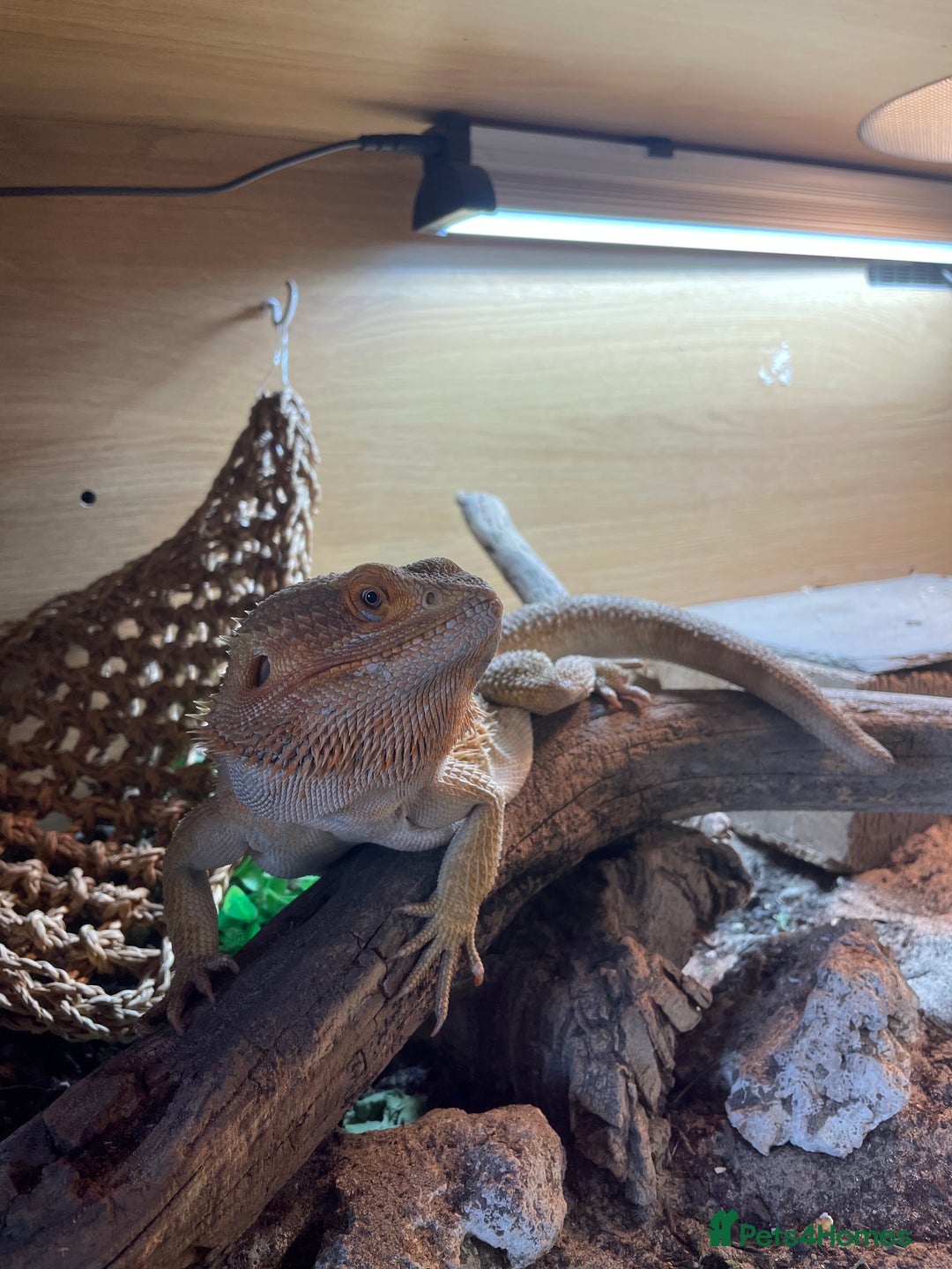 Bearded Dragon reptiles for sale: Bearded Dragon 20 months old  - Image 4