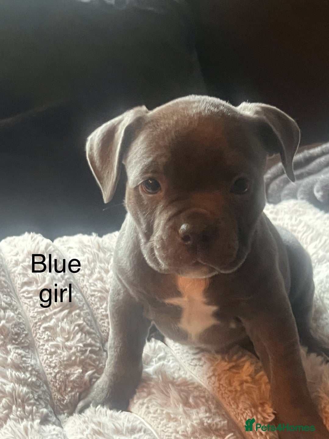 American Bully dogs for sale: Ready now! ABKC pocket bullies for sale.  - Advert 12