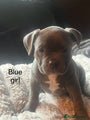American Bully Puppy 4