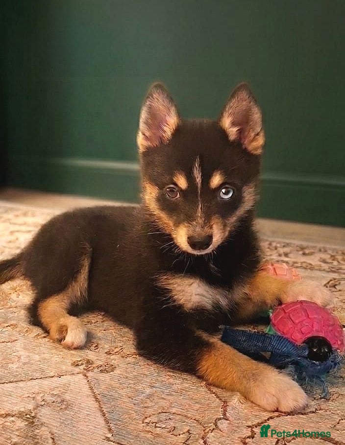 Pomsky dogs Beautiful Pomsky 1 Girl Available - Advert 2