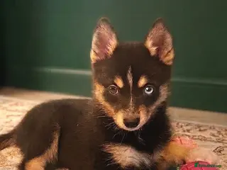 Pomsky dogs Beautiful Pomsky 1 Girl Available - Advert 2