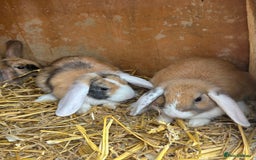 Mini Lop rabbits for sale: Lovely mini lop does  - Image 4