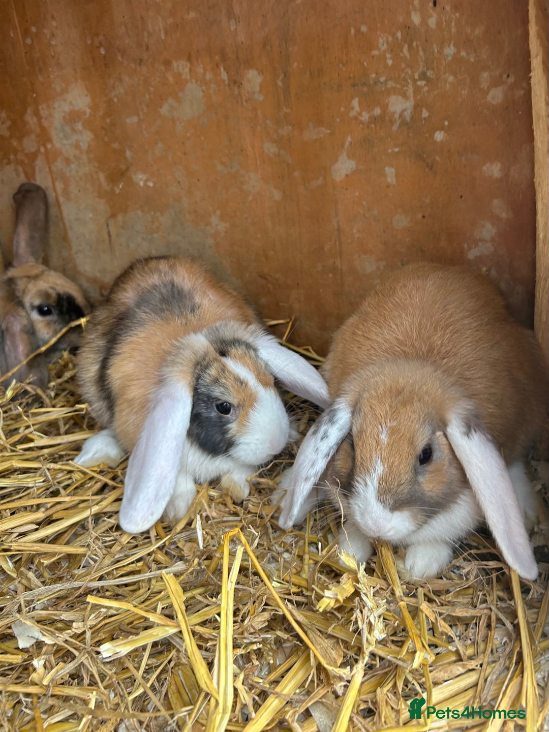 Mini Lop rabbits for sale: Lovely mini lop does  - Image 4