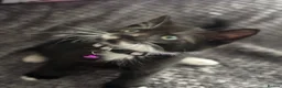 Mixed Breed cats for sale: Playful kittens  in Ipswich - Advert 15