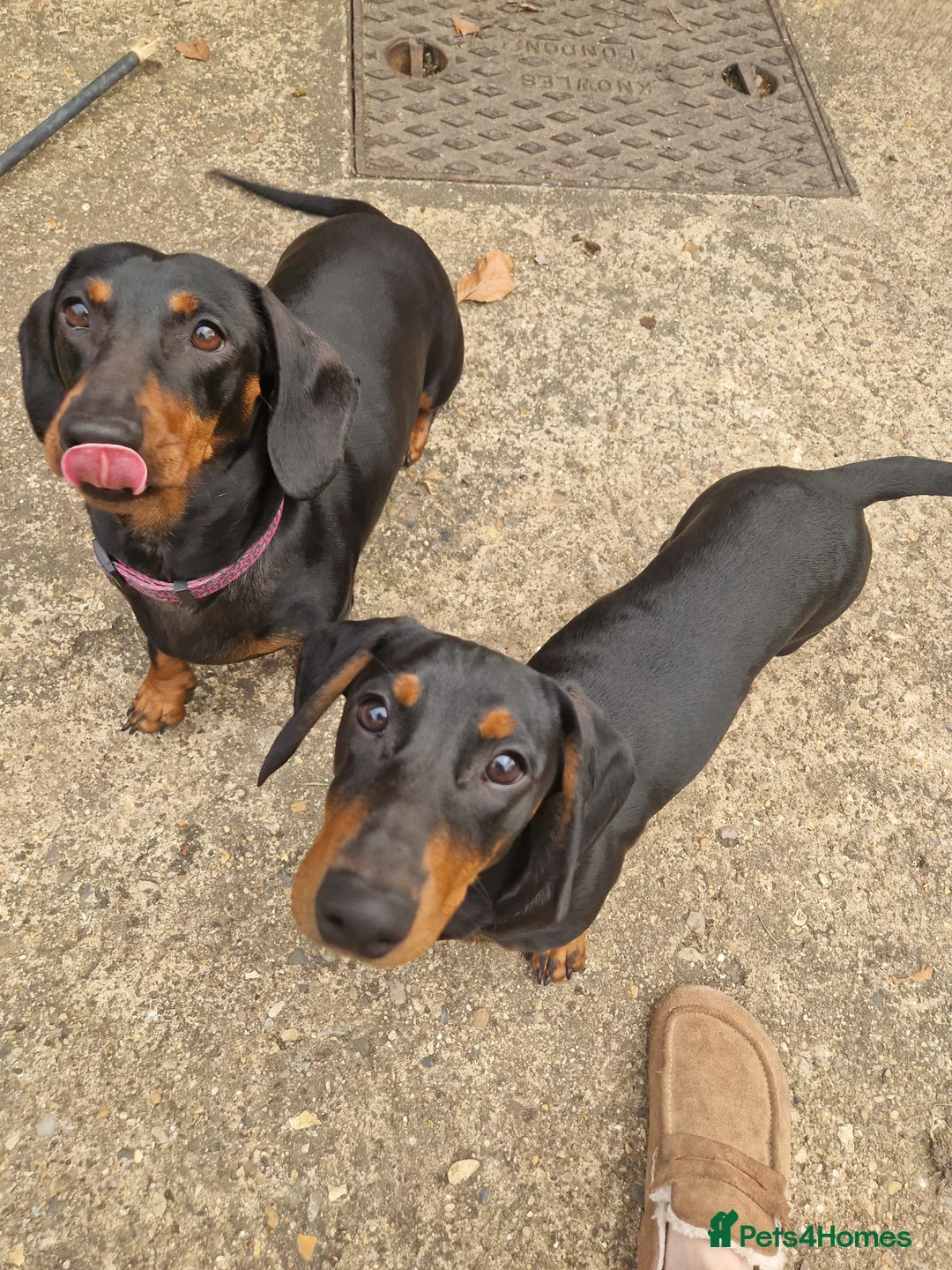Dachshund dogs for sale: 2 REMAINING KC standard dachshunds - Advert 2