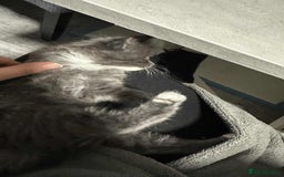 British Longhair cats for sale: 5 little kittens  - Advert 13