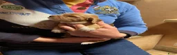 Cocker Spaniel dogs for sale: Cocker spaniels, KC, health checked puppies - Advert 11