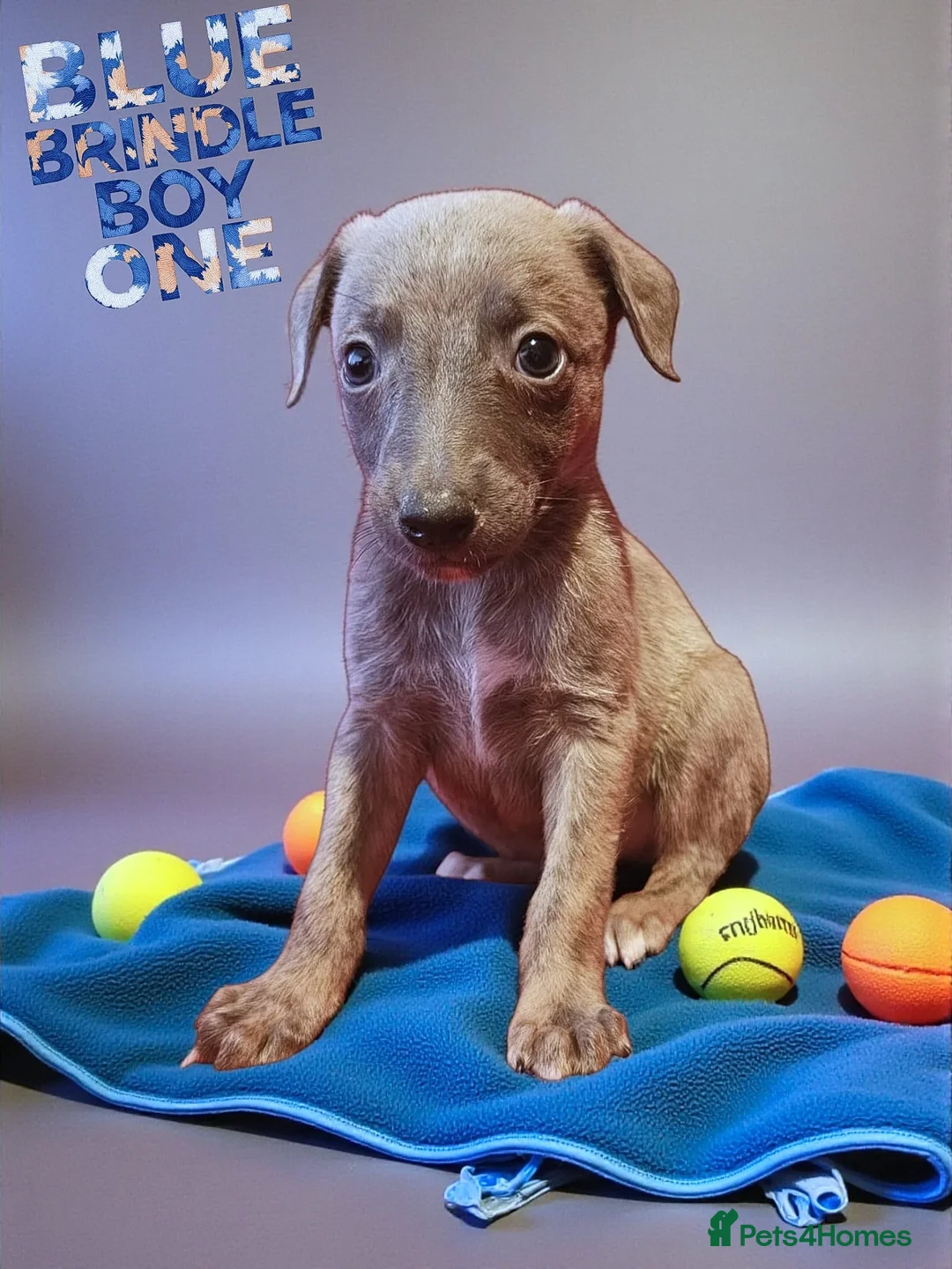 Whippet dogs for sale: Beautiful whippet puppies  - Advert 7