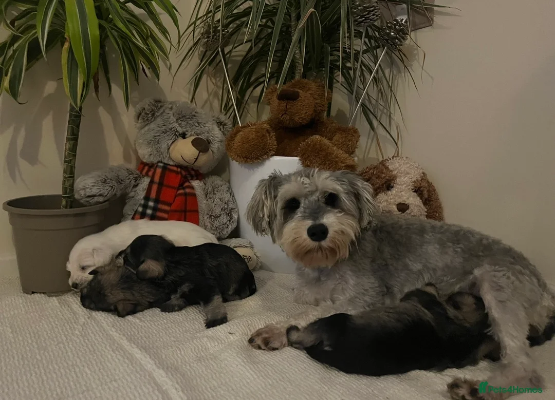 Miniature Schnauzer dogs for sale: Pepper and salt White miniature schnauzer pups - Advert 1