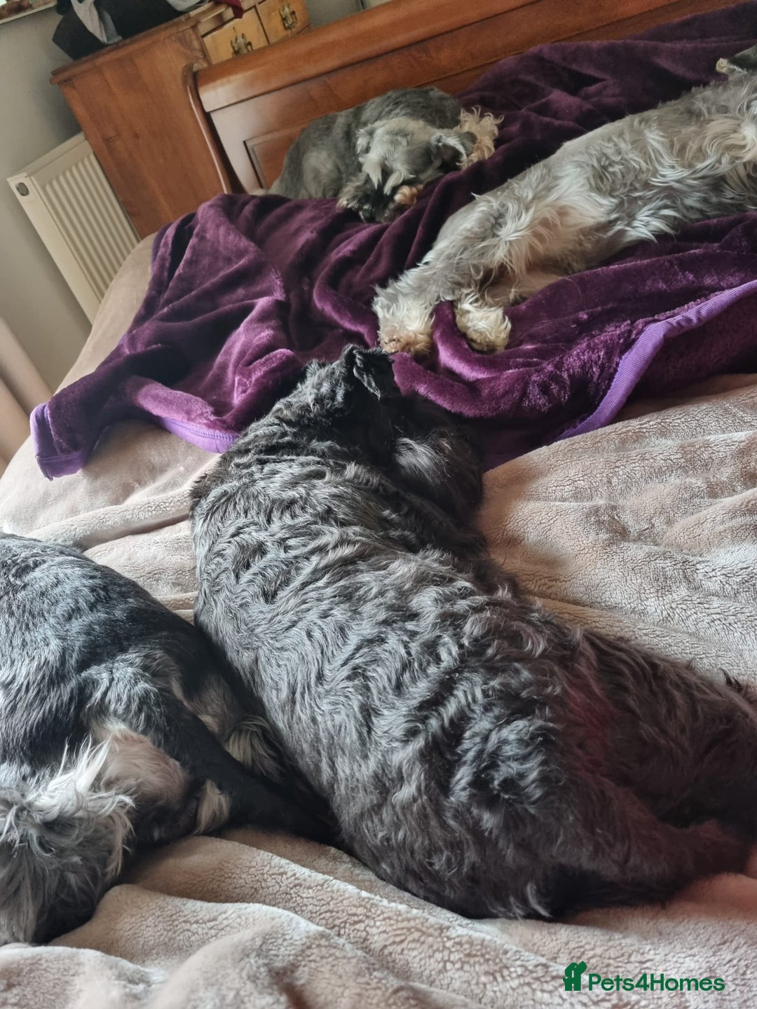 Miniature Schnauzer dogs for sale: Outstanding Miniature Schnauzer Puppies  - Advert 6