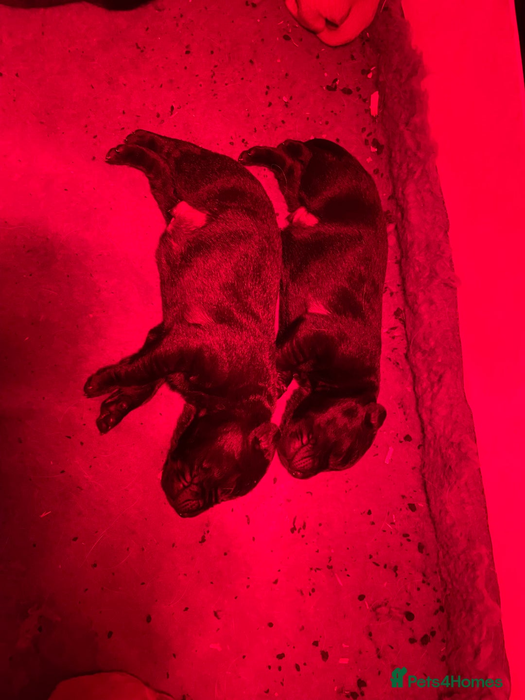 Labrador Retriever dogs for sale: Big Bold Lab Pups - Health Tested Parents  - Advert 4