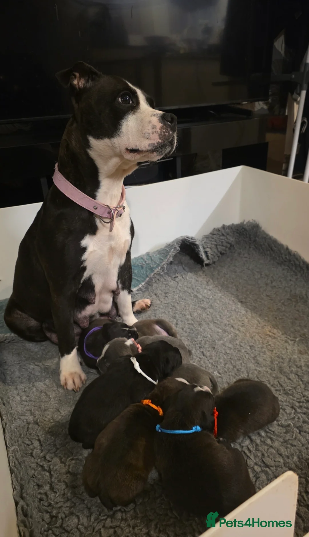 Staffordshire Bull Terrier dogs for sale: Staffordshire bull terrier pups  - Advert 13